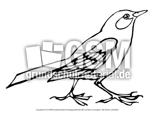 Ausmalbild-Amsel.pdf